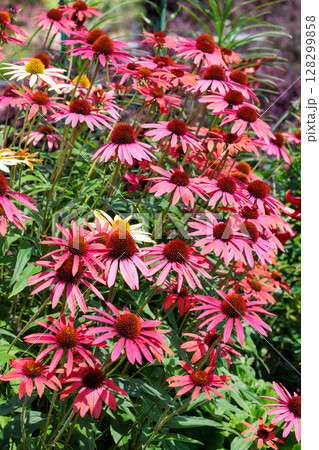 夏のガーデンで元気に咲くピンク色のエキナセアの花 夏のガーデンで元気に咲くピンク色のエキナセアの花 128299858