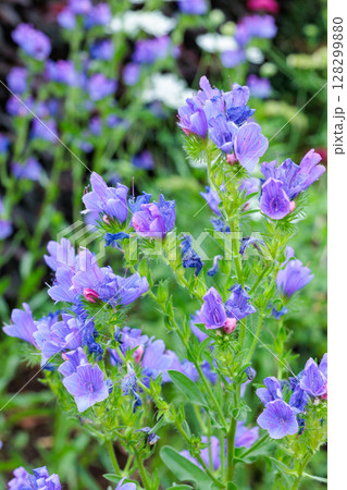 ガーデンで美しく咲くエキウムブルーベッダー(ブルガレ)の花 ガーデンで美しく咲くエキウムブルーベッダー(ブルガレ)の花 128299880