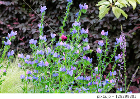 ガーデンで美しく咲くエキウムブルーベッダー(ブルガレ)の花 128299883