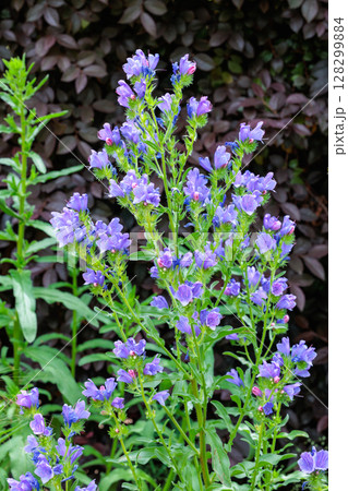 ガーデンで美しく咲くエキウムブルーベッダー(ブルガレ)の花 ガーデンで美しく咲くエキウムブルーベッダー(ブルガレ)の花 128299884