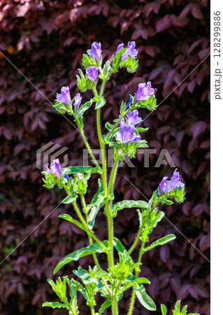ガーデンで美しく咲くエキウムブルーベッダー(ブルガレ)の花 ガーデンで美しく咲くエキウムブルーベッダー(ブルガレ)の花 128299886
