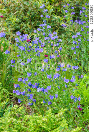 ガーデンで美しく咲くエキウムブルーベッダー(ブルガレ)の花 128299889