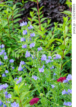 ガーデンで美しく咲くエキウムブルーベッダー(ブルガレ)の花 128299893
