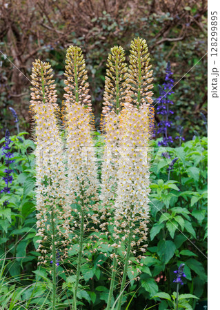公園で沢山の花を付けて高く伸びるエレムルスの花 128299895