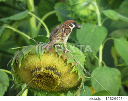 ヒマワリの種を食べるスズメ 128299934