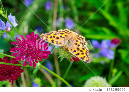 初夏のガーデンでマツムシシソウの花の蜜を吸うヒョウモンチョウ 128299961