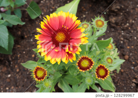 夏のガーデンで鮮やかに咲くガイラルディアの花 夏のガーデンで鮮やかに咲くガイラルディアの花 128299967