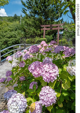 【第八番札所】熊谷寺のアジサイ【四国八十八箇所】 128300010