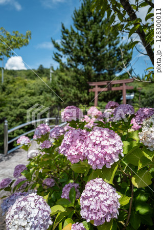 【第八番札所】熊谷寺のアジサイ【四国八十八箇所】 128300011