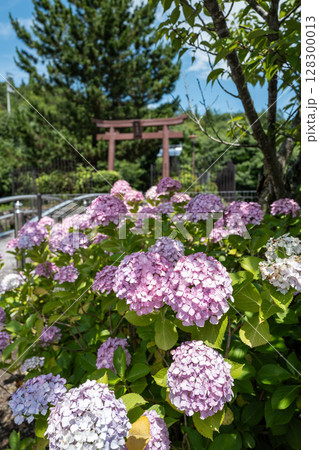 【第八番札所】熊谷寺のアジサイ【四国八十八箇所】 【第八番札所】熊谷寺のアジサイ【四国八十八箇所】 128300013