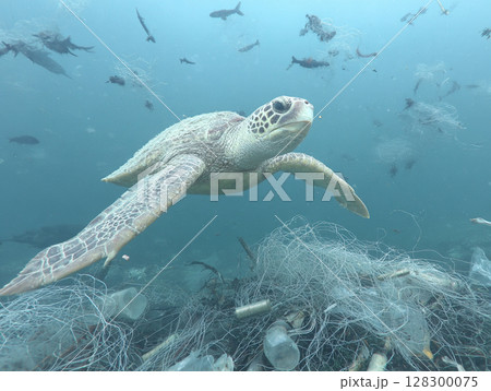 Turtle Amidst Ocean Debris 128300075