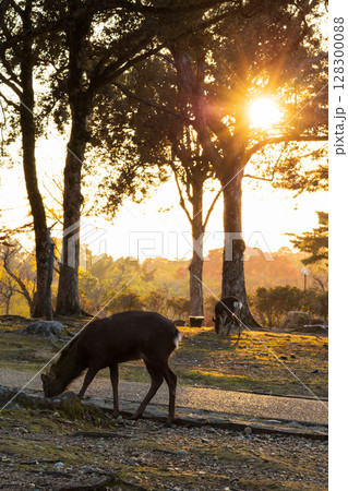 秋の古都奈良　夕暮れの奈良公園　鹿と紅葉 128300088