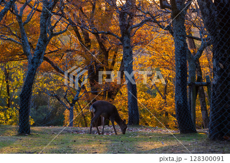 秋の古都奈良 夕暮れの奈良公園 鹿と紅葉 秋の古都奈良 夕暮れの奈良公園 鹿と紅葉 128300091