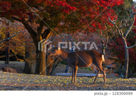 秋の古都奈良　夕暮れの奈良公園　鹿と紅葉 128300099