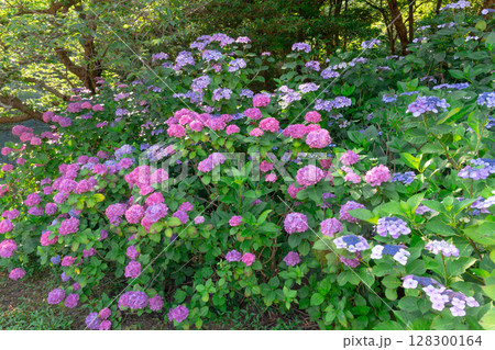 大久野島の紫陽花 128300164