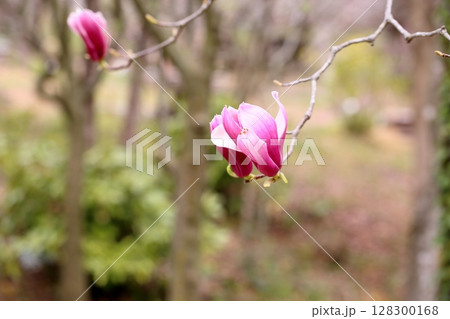 サラサモクレンの花 128300168