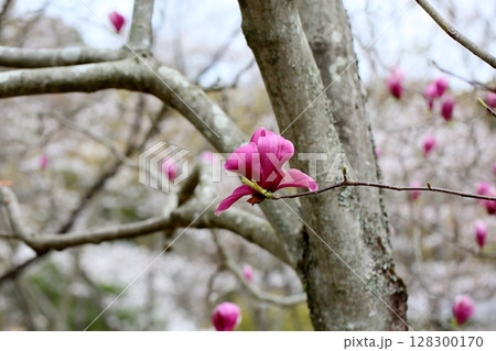 サラサモクレンの花 128300170