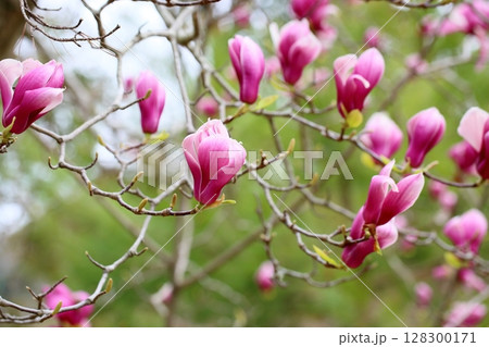 サラサモクレンの花 128300171