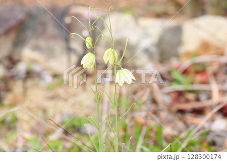 アミガサユリの花 128300174