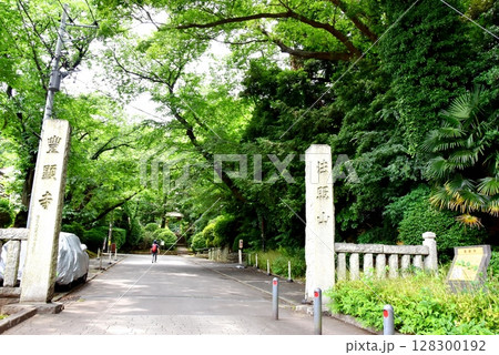 横浜市神奈川区　豊顕寺境内の新緑と参道 128300192