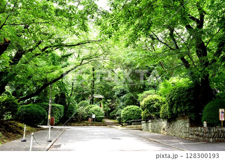 横浜市神奈川区　豊顕寺境内の新緑と参道 128300193