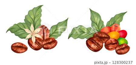 Coffee beans with coffee tree berries and flower. Watercolor botanical illustration. Hand drawn isolated art. Composition for packaging, cookbook, menu. Aroma of robusta and arabica varieties. 128300237