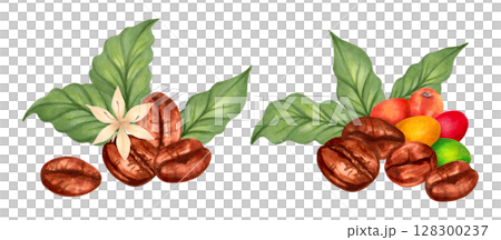 Coffee beans with coffee tree berries and flower. Watercolor botanical illustration. Hand drawn isolated art. Composition for packaging, cookbook, menu. Aroma of robusta and arabica varieties. 128300237