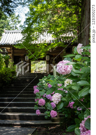 【第八番札所】熊谷寺のアジサイ【四国八十八箇所】 【第八番札所】熊谷寺のアジサイ【四国八十八箇所】 128300273