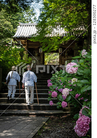 【第八番札所】熊谷寺のアジサイ【四国八十八箇所】 128300277