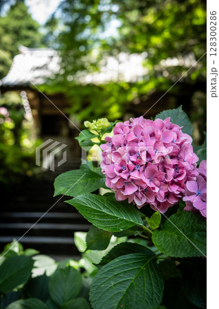 【第八番札所】熊谷寺のアジサイ【四国八十八箇所】 【第八番札所】熊谷寺のアジサイ【四国八十八箇所】 128300286