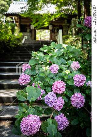 【第八番札所】熊谷寺のアジサイ【四国八十八箇所】 【第八番札所】熊谷寺のアジサイ【四国八十八箇所】 128300287