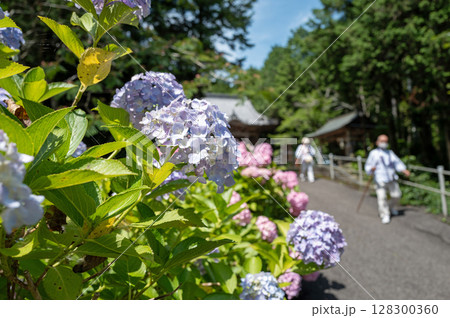 【第八番札所】熊谷寺のアジサイ【四国八十八箇所】 【第八番札所】熊谷寺のアジサイ【四国八十八箇所】 128300360