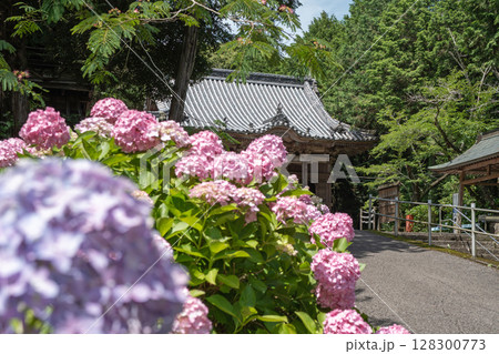 【第八番札所】紫陽花が咲く熊谷寺　本堂【四国八十八箇所】 128300773