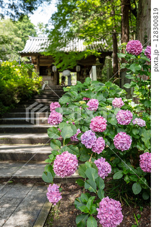 【第八番札所】熊谷寺のアジサイ【四国八十八箇所】 【第八番札所】熊谷寺のアジサイ【四国八十八箇所】 128300819