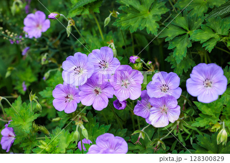 ガーデンで美しく咲く薄紫のゲラニウムの花 ガーデンで美しく咲く薄紫のゲラニウムの花 128300829