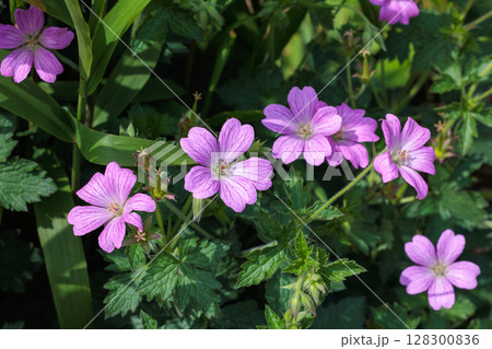 ガーデンで美しく咲くピンク色のゲラニウムの花 128300836