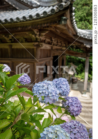 【第八番札所】熊谷寺のアジサイ【四国八十八箇所】 【第八番札所】熊谷寺のアジサイ【四国八十八箇所】 128300863