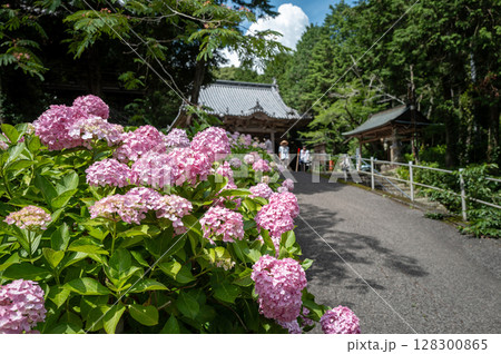 【第八番札所】熊谷寺のアジサイ【四国八十八箇所】 128300865