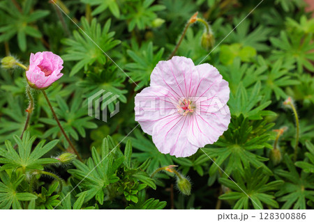 初夏のガーデンで美しく咲くゲラニウム　サンギネウム ストリアタムの花のクローズアップ 128300886