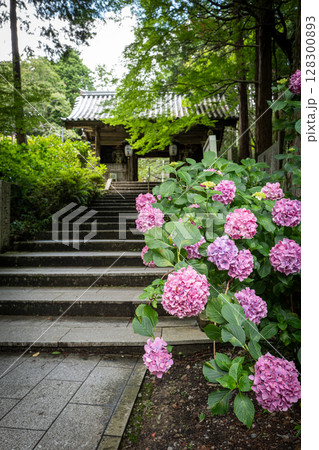 【第八番札所】熊谷寺のアジサイ【四国八十八箇所】 【第八番札所】熊谷寺のアジサイ【四国八十八箇所】 128300893