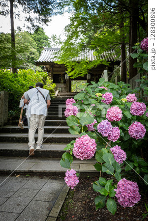 【第八番札所】熊谷寺のアジサイ【四国八十八箇所】 128300896