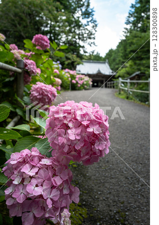【第八番札所】熊谷寺のアジサイ【四国八十八箇所】 【第八番札所】熊谷寺のアジサイ【四国八十八箇所】 128300898