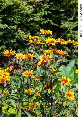 夏の暑さに負けないで咲くヘリオプシスの花  128300966