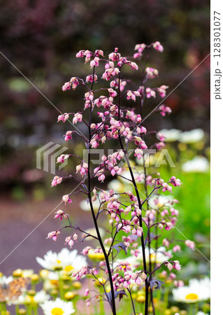 初夏のガーデンで清楚に咲くヒューケラの花 128301077