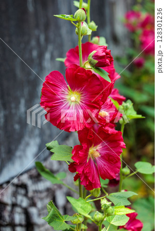 ガーデンで美しく咲く赤いタチアオイの花 128301236