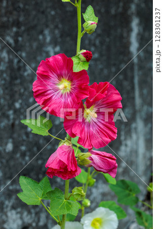 ガーデンで美しく咲く赤いタチアオイの花 ガーデンで美しく咲く赤いタチアオイの花 128301237