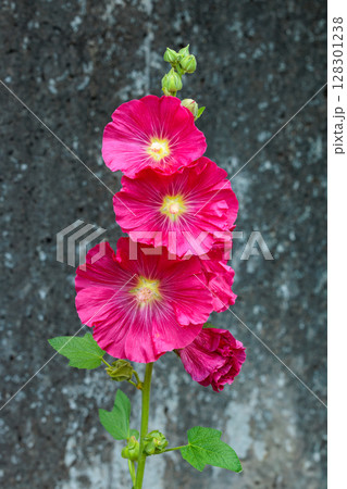 ガーデンで美しく咲く赤いタチアオイの花 ガーデンで美しく咲く赤いタチアオイの花 128301238
