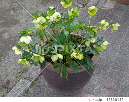 春の庭に咲く黄緑色のクリスマスローズの花 128301364