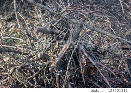 Pile of twigs and branches in a forest setting. Pile of twigs and branches in a forest setting. 128301511