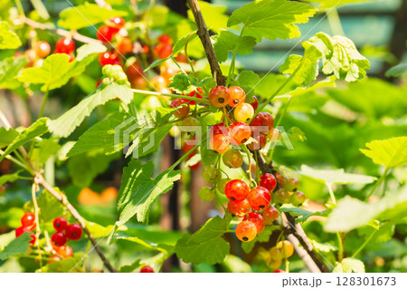 Red currants hanging on a plant with vibrant green leaves. Red currants hanging on a plant with vibrant green leaves. 128301673